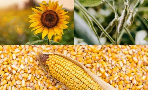 Обзор мировых рынков подсолнечника, кукурузы и сои за неделю от RUSEED - agroexpert.md