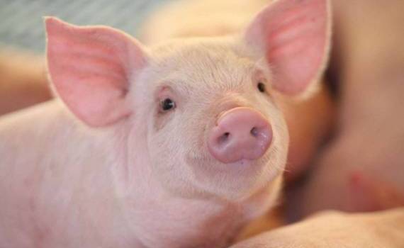 Rabobank: Мировое производство свинины восстанавливает рентабельность - agroexpert.md