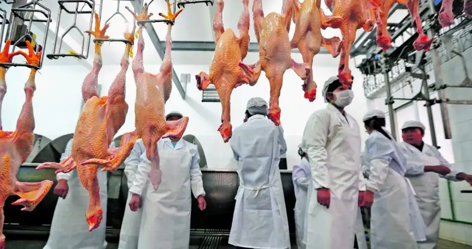 Украина вернула 3 место в рейтинге экспортеров курятины в ЕС