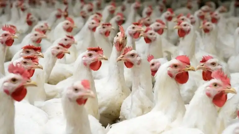 Птичий грипп в Украине фактически парализовал экспорт продукции птицеводства