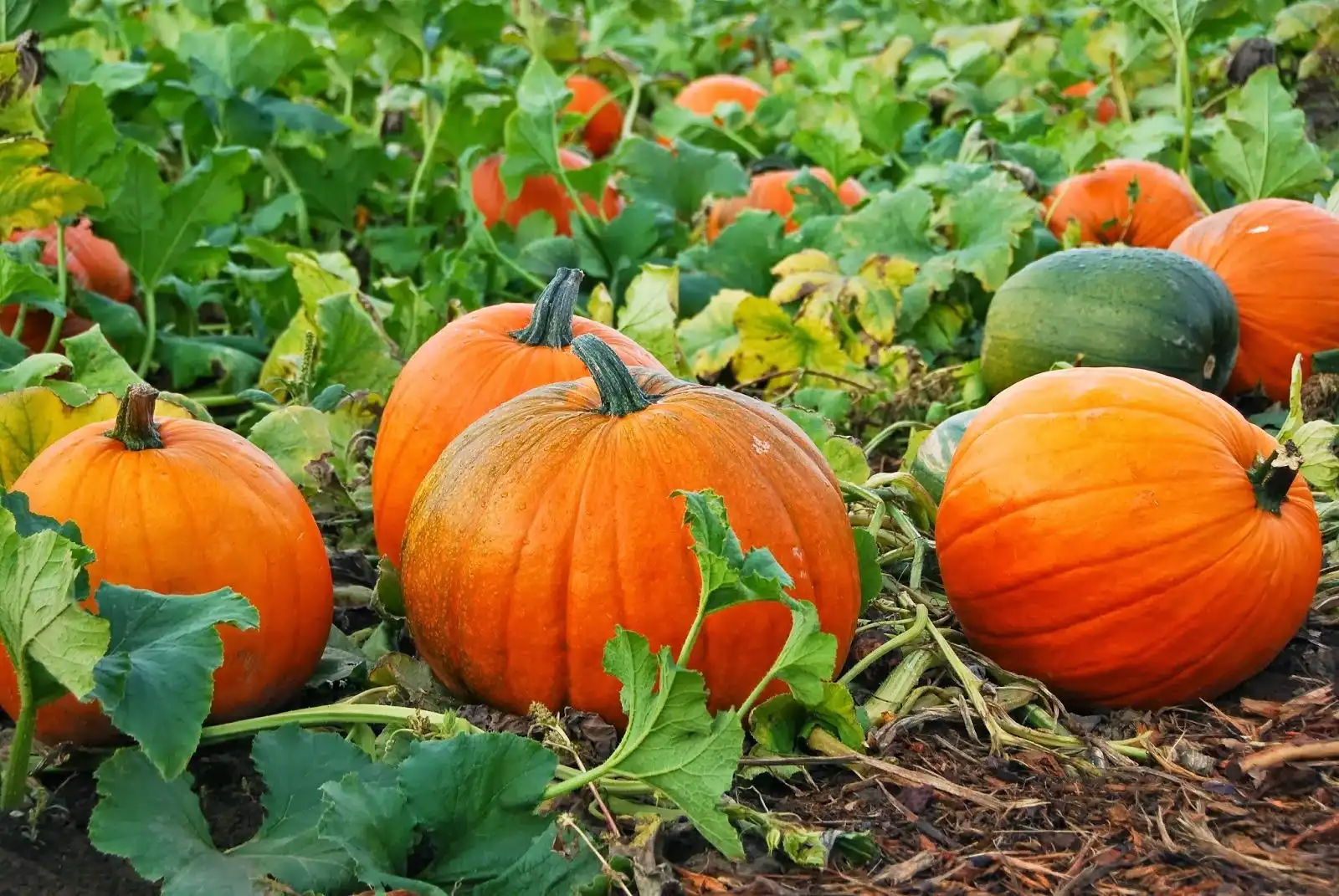 Самые популярные зарубежные сорта столовой тыквы