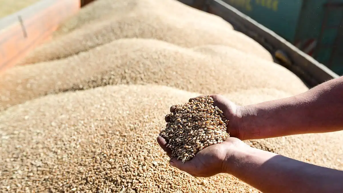 Мировые цены на зерно достигли максимума с 2014 года — FAO