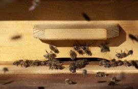 Специалисты рекомендуют пчеловодам тщательно оценить потребность пчёл в подкормке
