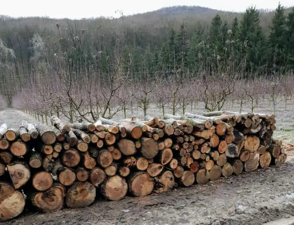 Tăierea copacilor din rezervația „Plaiul Fagului”, va fi cercetată de Agenția „Moldsilva”
