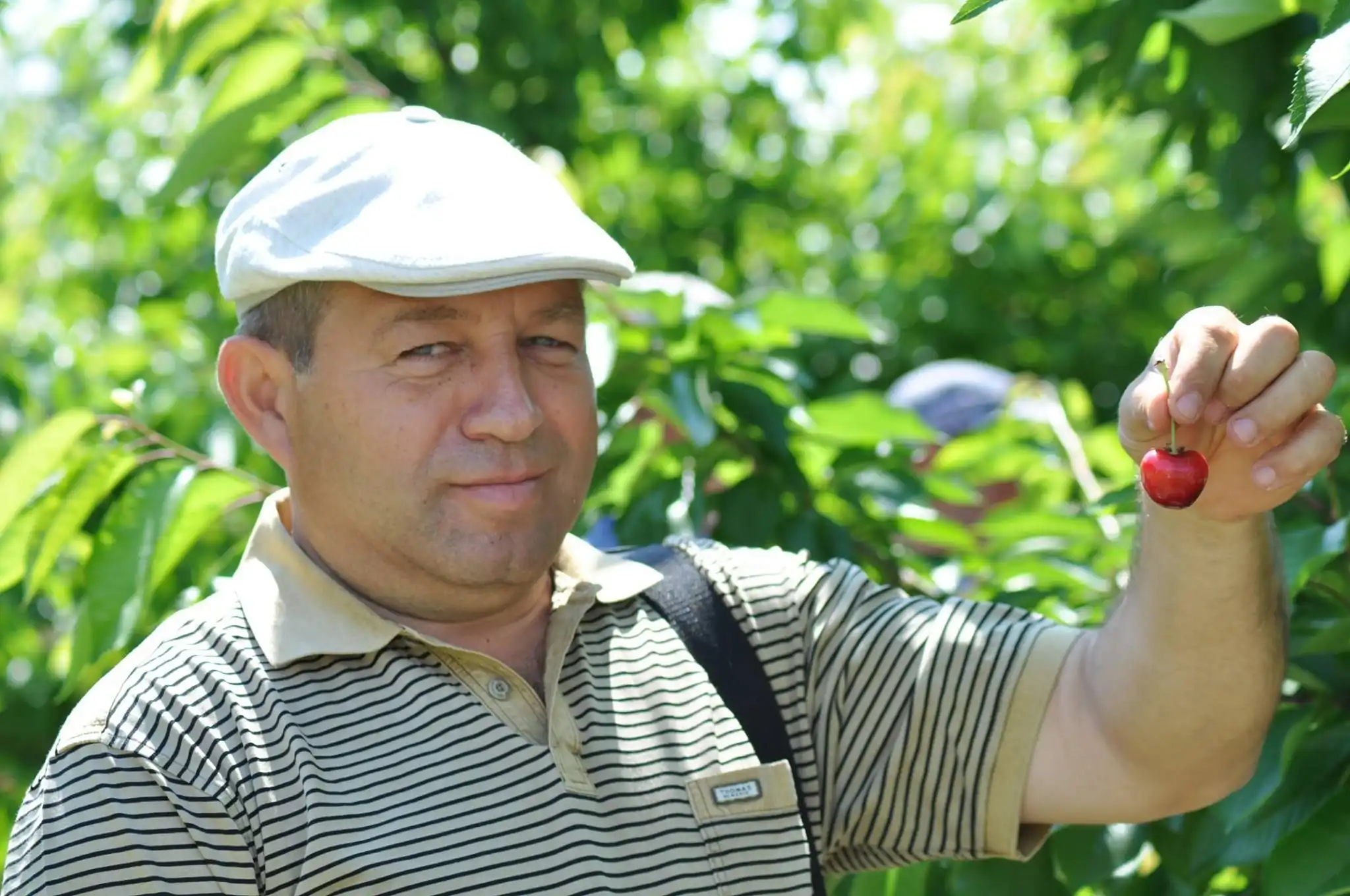 Ananie Peșteanu: Temperaturile minime anunțate, nu vor afecta culturile sâmburoase