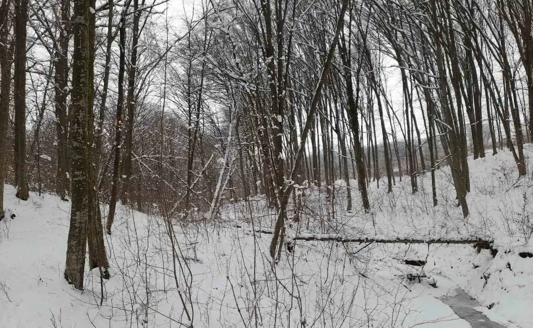 В Научном заповеднике Plaiul Fagului произошел случай браконьерства