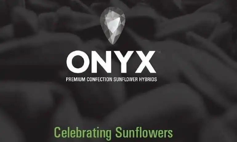 Hibrizii Onyx® Premium de Floarea-Soarelui Pentru Consum