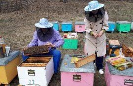 Lucrările pe care apicultorii le fac la începutul primăverii