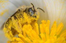 ВИДЕО: Стартовала кампания #ЛюдиДляПчёл, направленная на предотвращение отравления пчёл