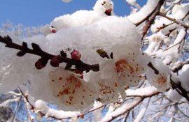Анание Пештяну: Плодовые культуры пока выдерживают заморозки без значительного ущерба
