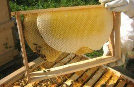 Молдавские пчеловоды готовятся к первому медосбору