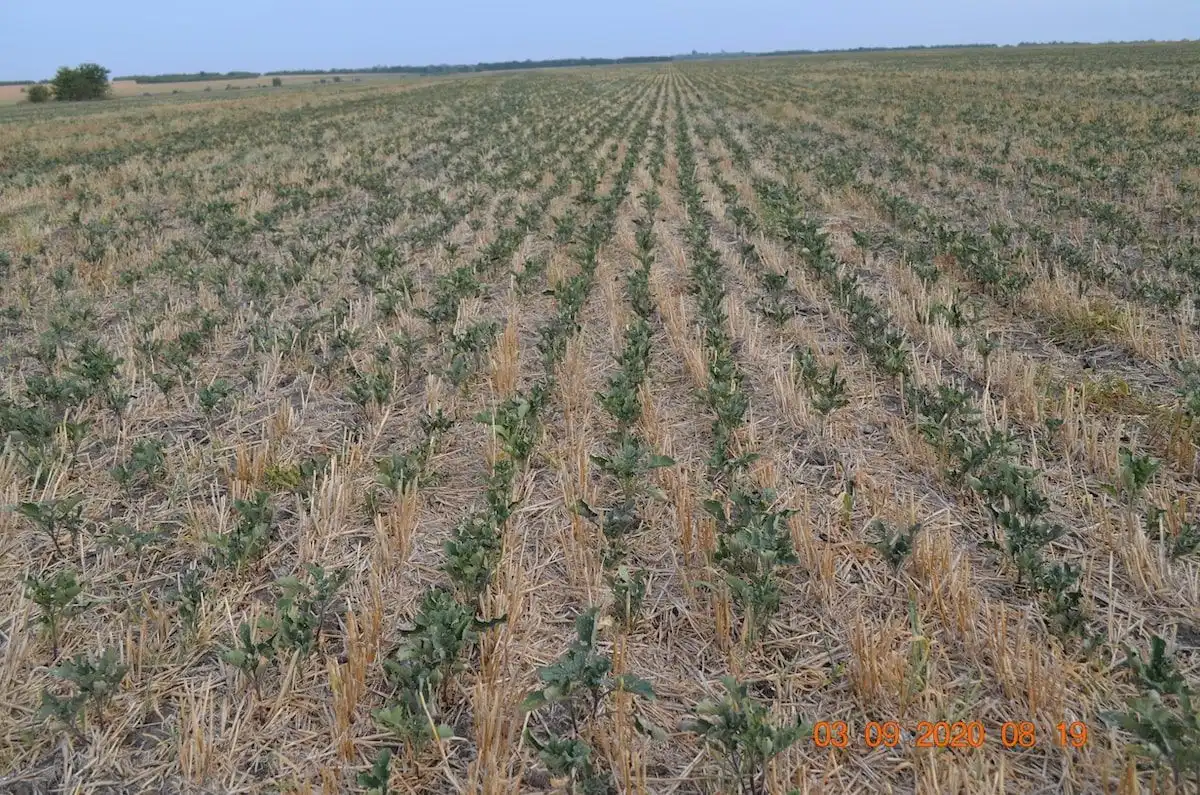 Cum poate contribui Agricultura Conservativă la adaptarea și atenuarea schimbărilor climatice?
