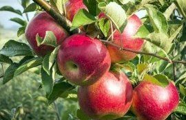 Producătorii de fructe sunt îndemnați să nu aplice preparate fitosanitare interzise dacă doresc să ajungă pe piața UE