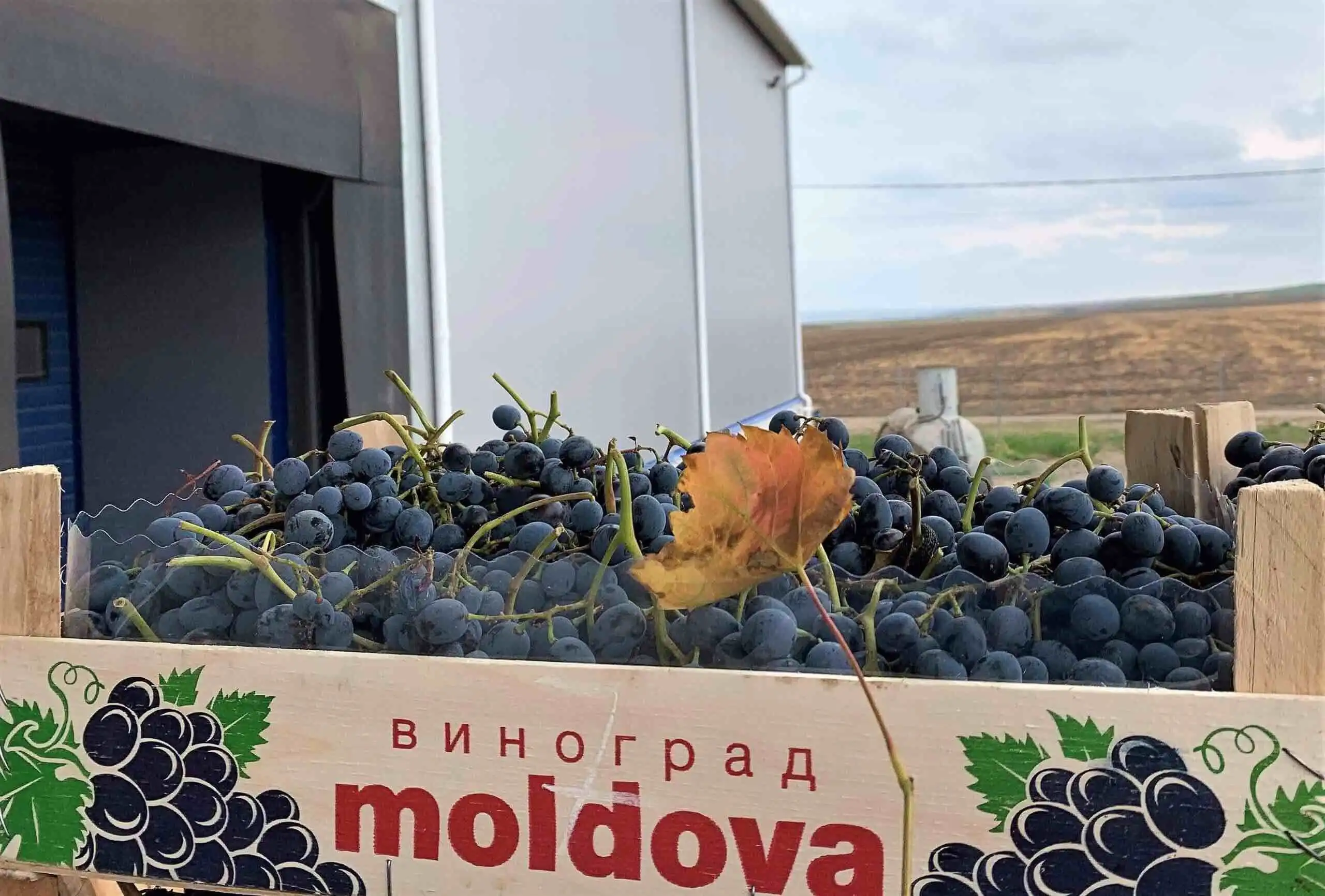 В первом квартале 2021 года Молдова резко нарастила объем экспорта винограда