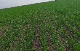 Ион Скутару: «Сейчас в обязательном порядке необходима обработка озимой пшеницы гербицидами и фунгицидами»