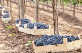 Георге Габерь: «Мы становимся заложниками имиджа страны-производителя самого дешевого столового винограда»