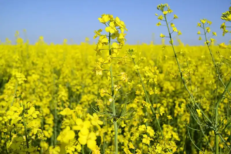 Cum combatem eficient gândacul lucios al rapiței (Meligethes aeneus) care a devenit rezistent la insecticidele piretroide?