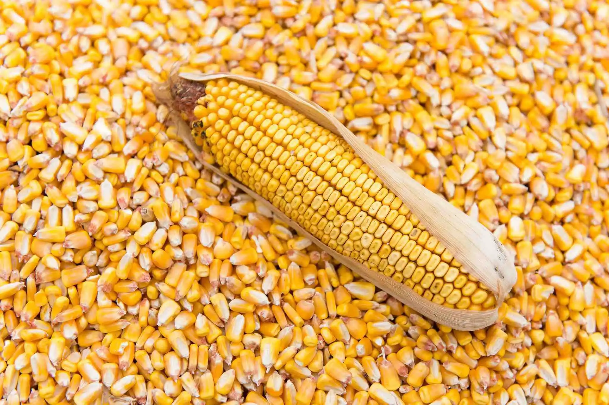 Украина продала кукурузу в Южную Корею почти по 340 долларов за тонну