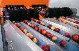 Ajustările necesare pentru a vinde fructe în Europa de vest, sugerate de cumpărători