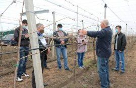 Producătorii de struguri de masă din regiunea transnistristreană, interesați să implementeze sistemul de suport Pergola