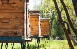 De Ziua Mondială a Albinei apicultorii vin cu un apel de protejare a albinelor și susținere a sectorului apicol