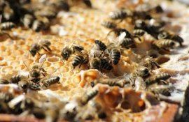 VIDEO: “De ce este necesar ca afacerile apicultorilor să fie înregistrate?!