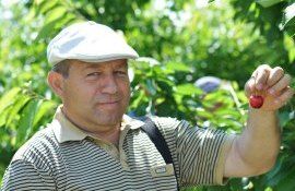 Ananie Peșteanu: ”Roada de cireșe va fi mai mică din cauza temperaturilor scăzute, nu ploile sunt de vină”