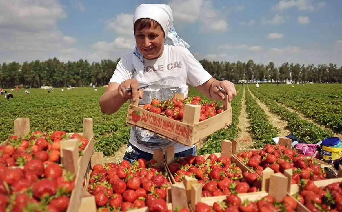 Цены на землянику садовую в Украине и России упали ниже прошлогоднего уровня