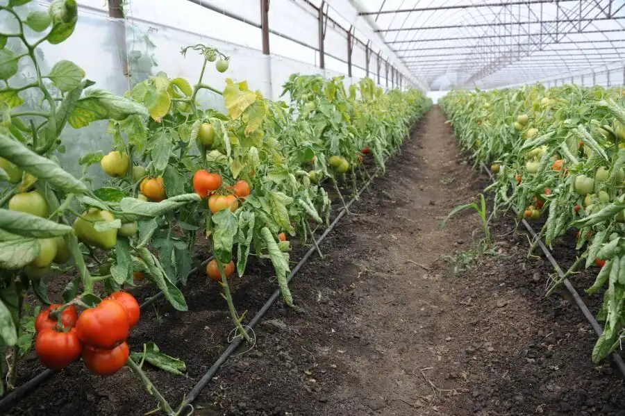Schema de plantare a roșilor în solar