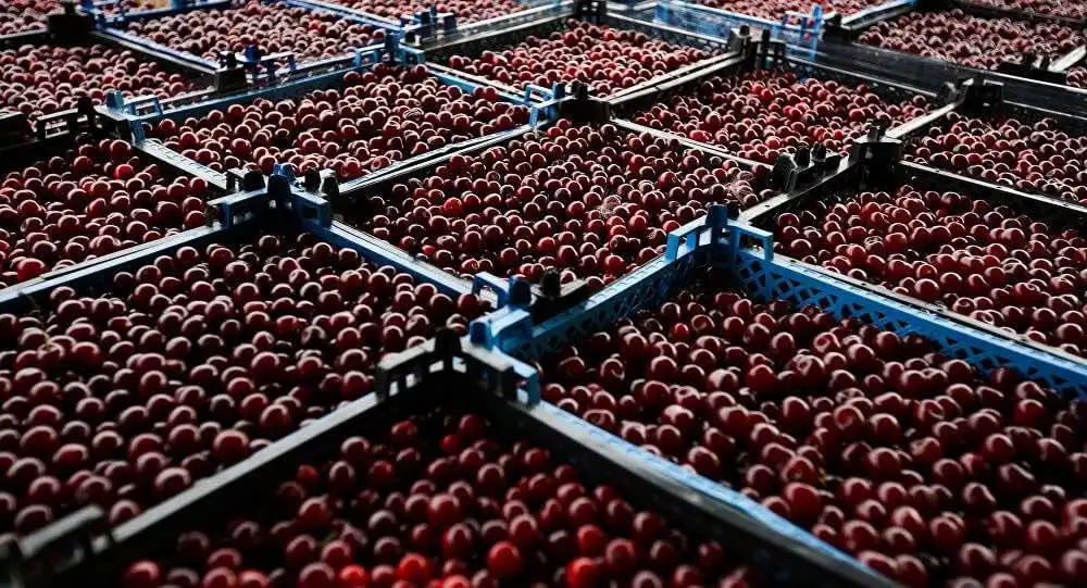 Сезон массовых продаж черешни в Молдове откладывается еще минимум на неделю