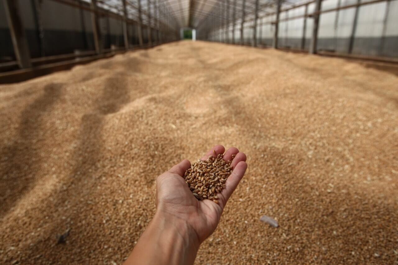 1 5 млн тонн. Зерно. Поставки зерна. Экспорт зерна. Экспорт пшеницы.