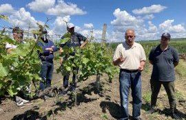Проблема защиты виноградников от болезней приобретает ключевое значение