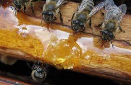 Ион Максим: «Между медосборами с акации и подсолнечника пчелосемьи придется подкармливать»