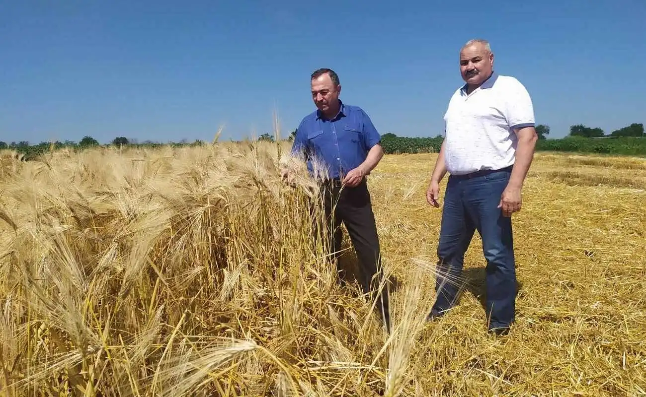 В Молдове началась уборочная кампания зерновых культур