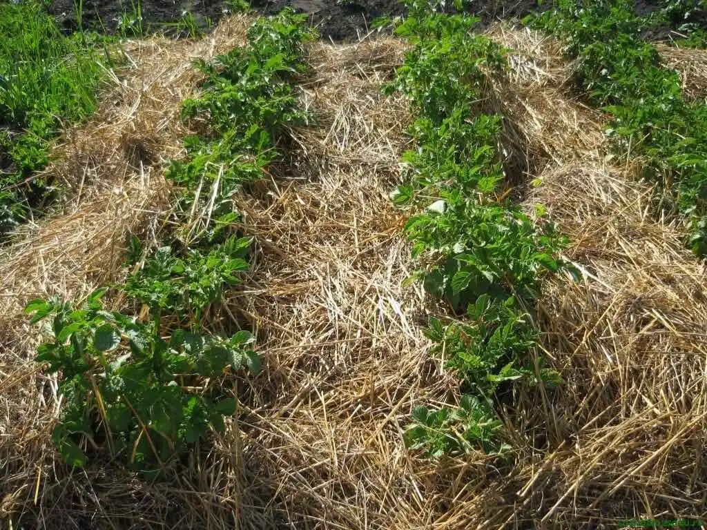 Какая мульча лучше держит воду в жару