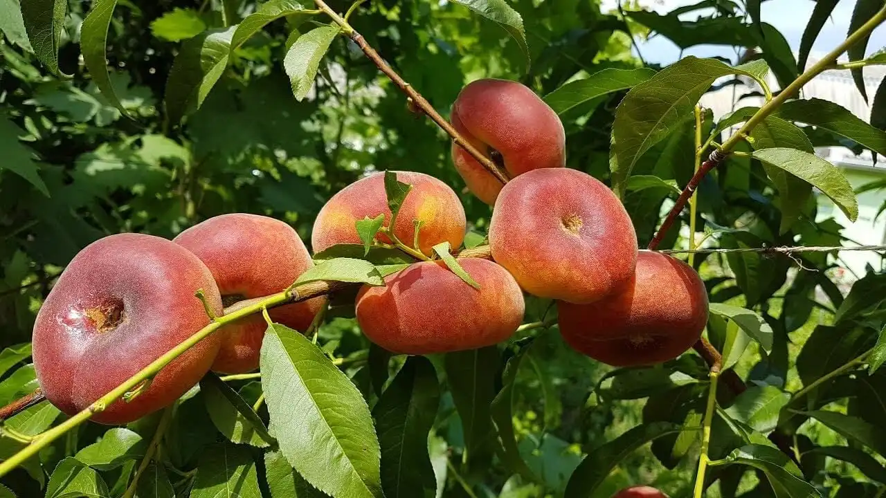 Плоский персик – нишевая культура, которая может обеспечить прибыль