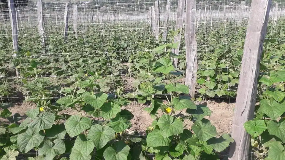 Insecticidul Benevia® OD asigură protecţie excelentă şi extinsă a culturilor agricole