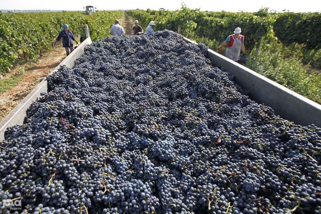 Что выращивают в крыму. Виноградное хозяйство Крым. Поля винограда в Крыму. Сбор винограда. Сбор урожая винограда.