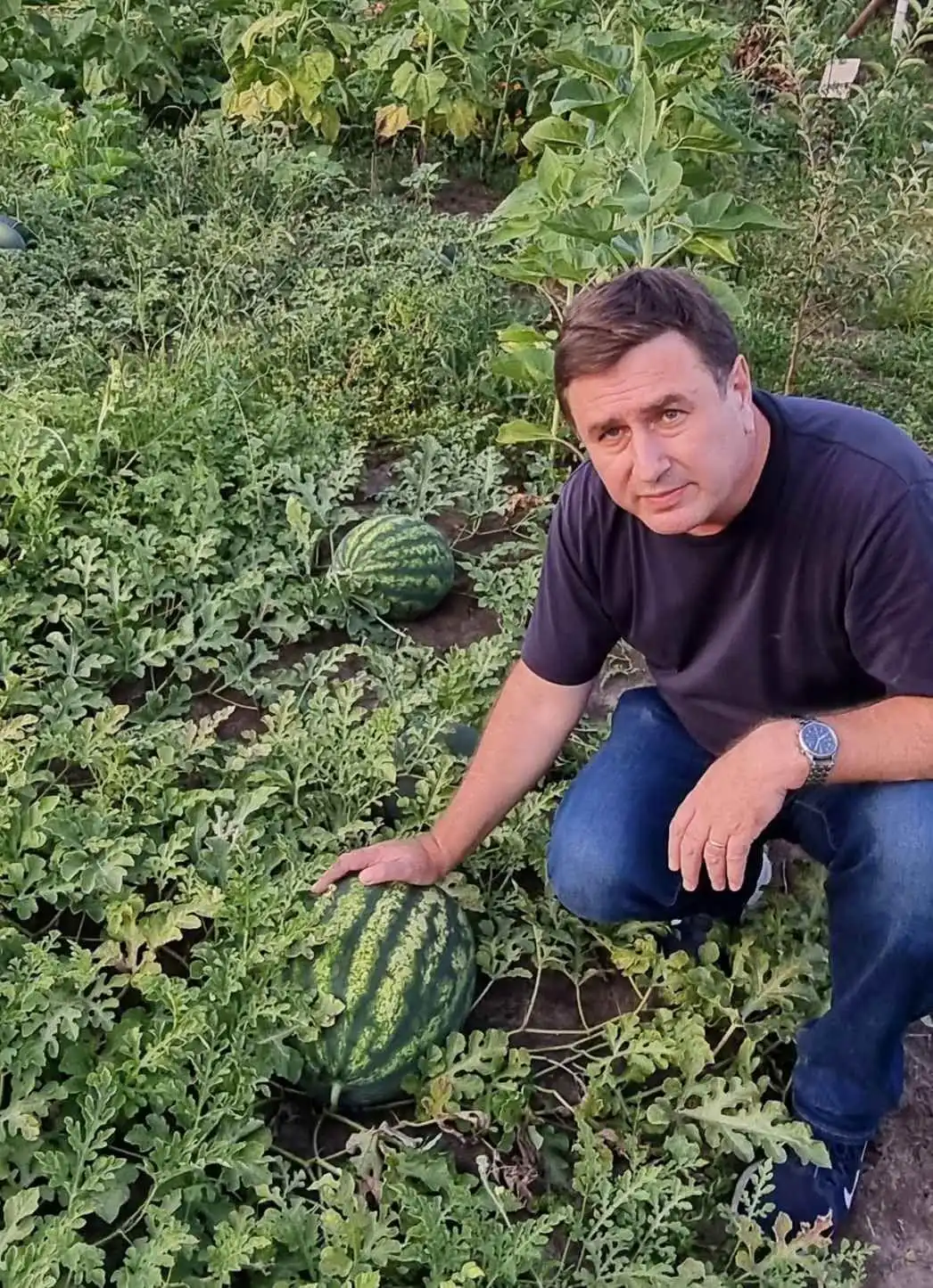 Roadă bogată de pepeni în grădina lui Veaceslav Ioniță