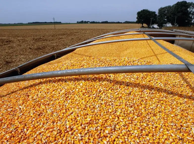 Китай увеличил импорт кукурузы из Украины на 60%