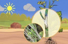 Sclerotinia la rapiță