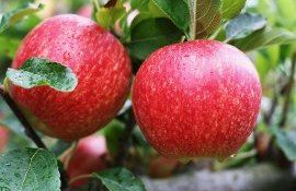 Ananie Peșteanu: ”Pomicultorii urmează să recolteze rapid merele pentru a păstra calitatea fructelor”
