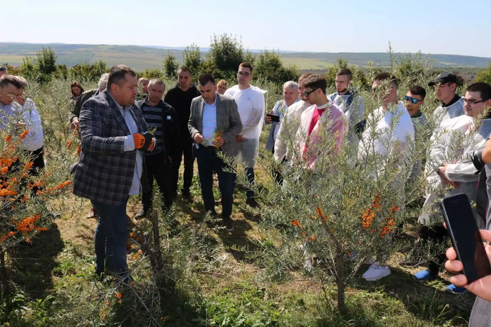 Producerea cătinii albe în Moldova, afacere în creștere constantă