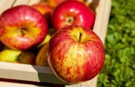 Experții susțin că în jur de 50% din recolta de mere va ajunge la fabricile de procesare