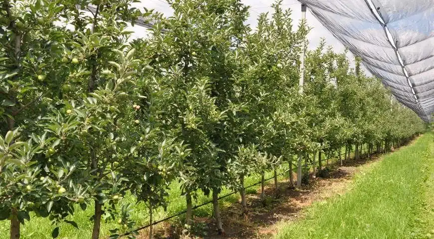 În anul 2020 și 2021 pomicultorii au continuat să investească în plantații multianuale moderne