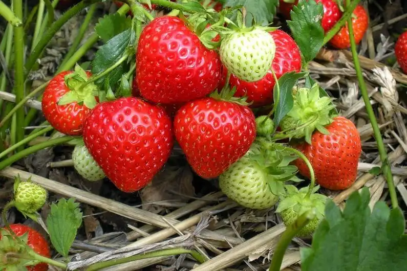 Новые сорта клубники и малины, привезённые из США, будут протестированы в Молдове