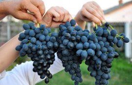  Atelier de lucru pentru viticultori organizat de Asociația Producătorilor și Exportatorilor Strugurilor din Moldova