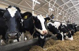 Moldova riscă să rămână fără lapte