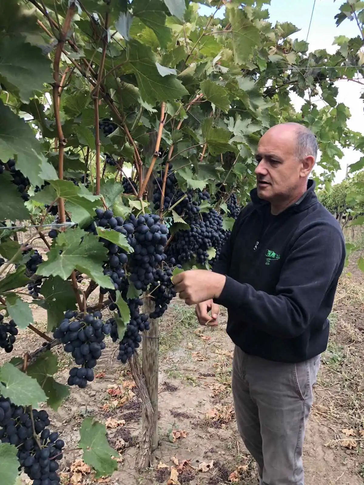 Iurie Fluieraru:”Am cules 16 tone de struguri soiul ”Moldova” per hectar, pe care i-am depozitat deja”