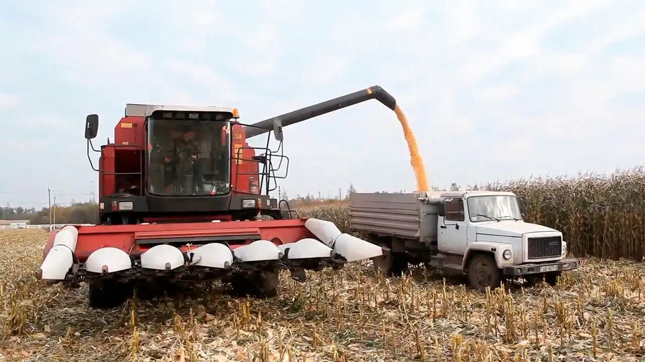 В Украине не хватает кукурузы для экспорта. Цены растут